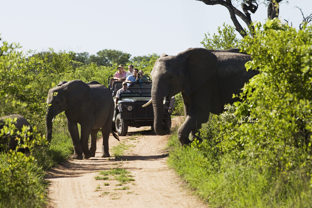 Elephants on safari in Kruger National Park