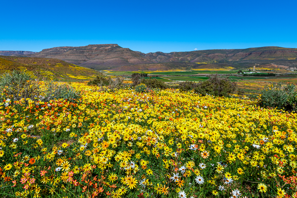 Colourful wildflowers in Namaqualand, South Africa